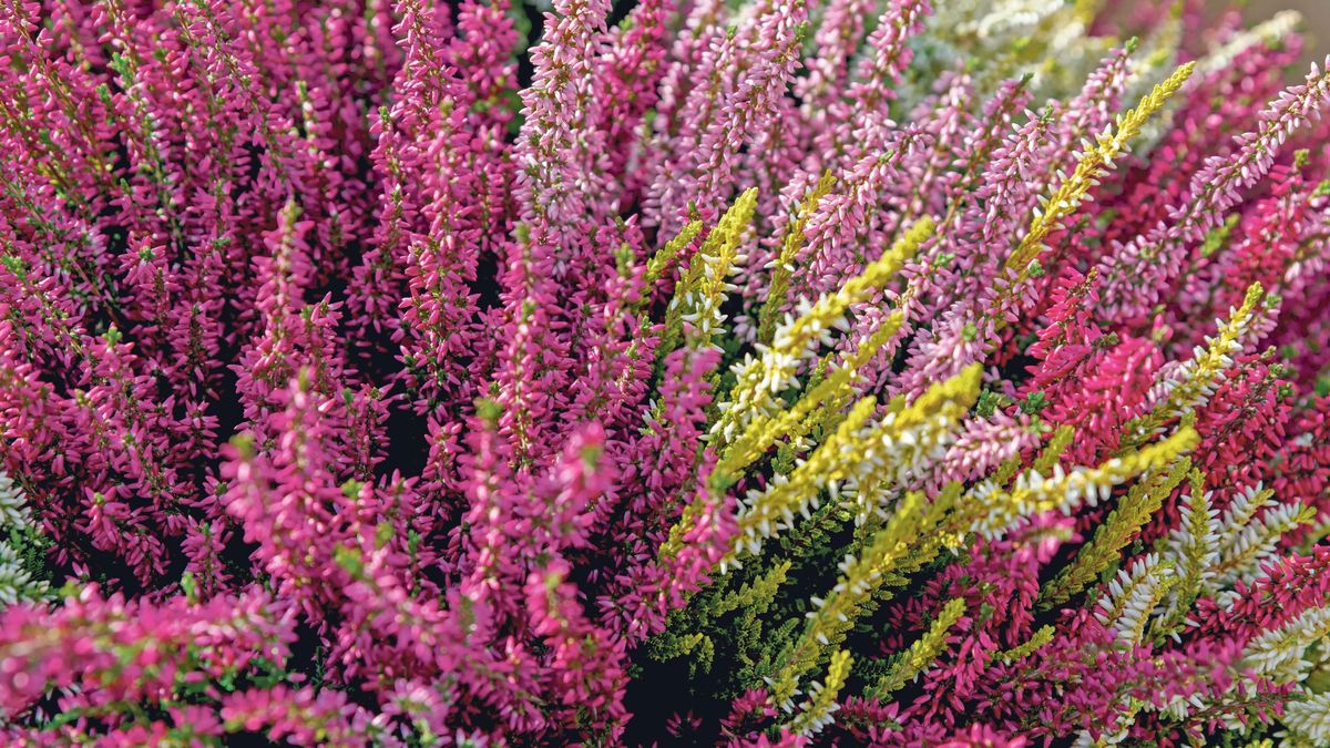 Vřes obecný, sličný průvodce na cestě k zimě